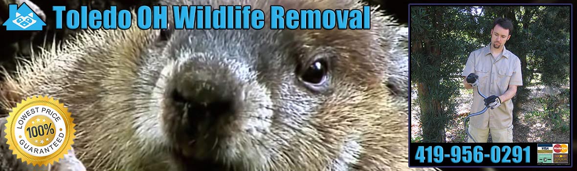 Toledo Wildlife and Animal Removal